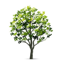 Obraz premium Tree isolated on white background. Use for landscape design, architectural decorative. Park and outdoor object idea. Vector.