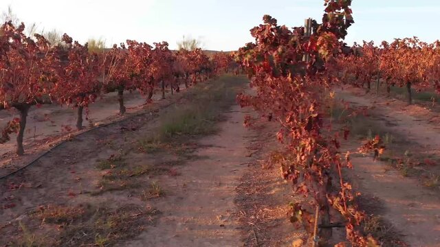 Aerial images hovering almost at ground level between long rows of vineyards in southern Spain