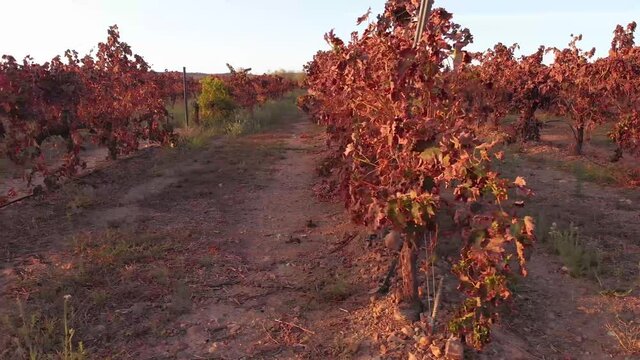 Aerial images with lateral pan almost at ground level between long rows of vineyards in southern Spain