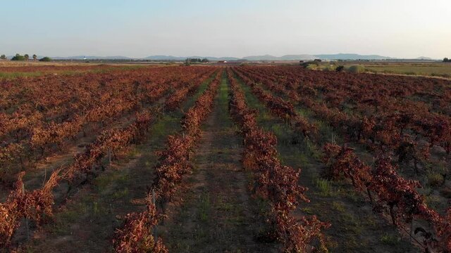 Aerial images slowly flying over long lines of vines from about 5 meters high