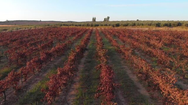 Aerial images with lateral pan slowly flying over long rows of vines from about 5 meters high