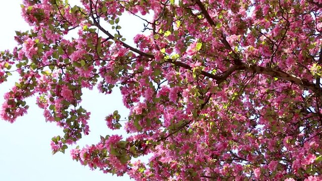 Looking up at lush flowering crabapple branches, slow pivot