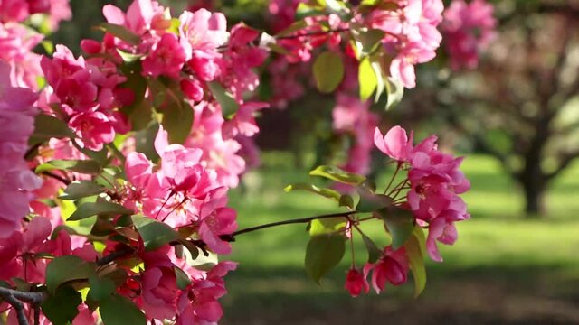 Flowering crabapple branches gently wiggled by the wind