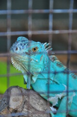 iguana in the zoo