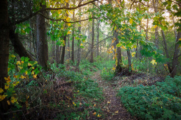 Dense autumn forest at sunset.