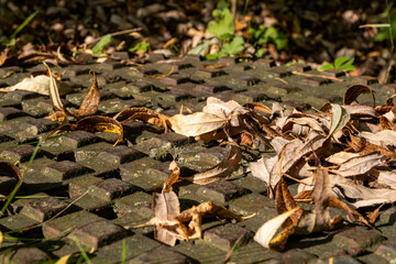 Dried fallen leaves on storm drain cover