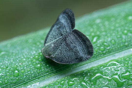 Scolypopa Australis Leafhopper 