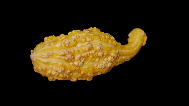 Yellow Gourd Squash Rotating Fast on Black Background, Looping 360 Motion Control