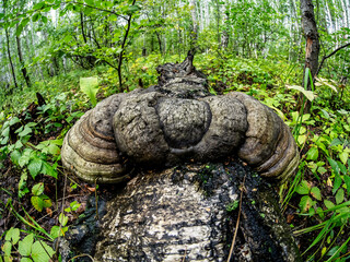 brown tinder mushroom, with the Latin name Polyporaceae on an old fallen tree