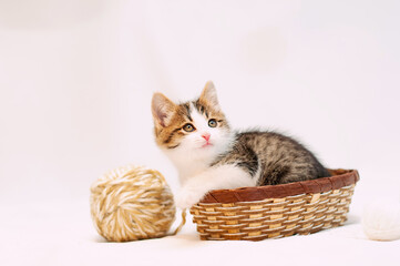 Fototapeta na wymiar small cute kitten on white background is sitting in a small basket and playing with wool balls