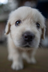 Golden Retriver puppy