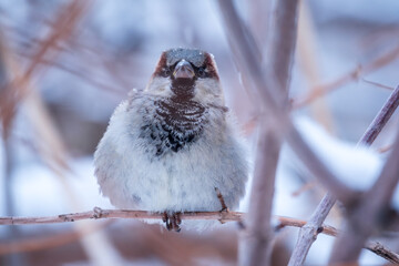 Sparrow sits on a branch without leaves.