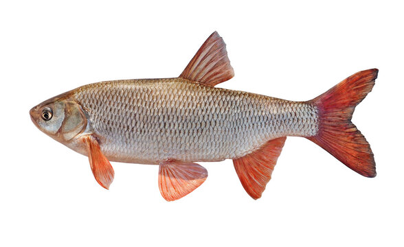  Freshwater fish ide isolated on a white background. Live fish. fish with red fins