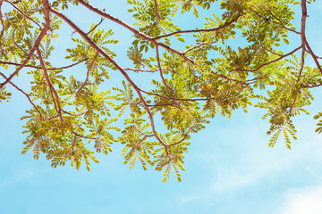 Fresh green leaf under clear sky background.