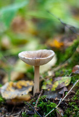 Small inedible mushroom in the forest among grass, moss and fallen leaves, close up