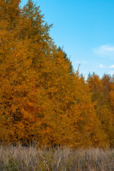 Fototapeta premium Orange birch trees in the forest in the autumn season.