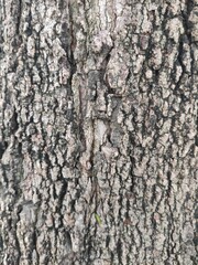 Bark is the outermost layers of stems and roots of woody plants. Plants with bark include trees, woody vines, and shrubs.