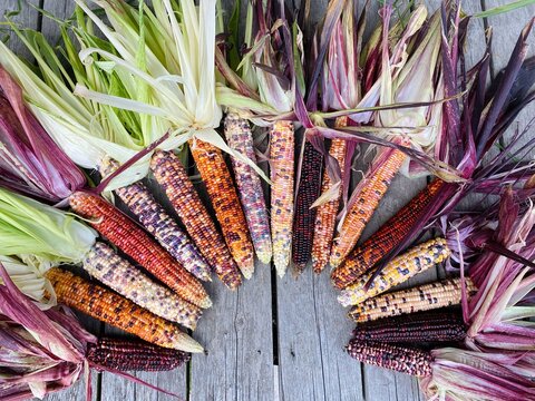 corn on the cob, flint corn, calico corn, fall,
autumn, Indian corn, farm, produce, maize, colored corn, vegetable, thanksgiving, decorative corn