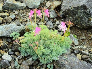 北アルプス･高山植物･コマクサ