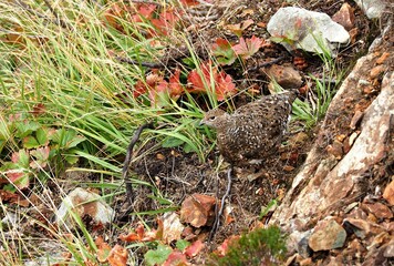 北アルプス･ライチョウ