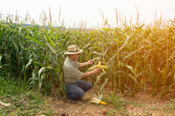 The Asian elder Farmers male examining corn on the cob in field. Adult Asian male agronomist is working in cultivated maize field..