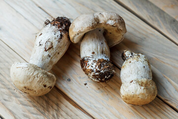 Porcini mushrooms close up. Mushrooms lie on wooden boards. White mushrooms. Popular white boletus. Cooking delicious organic mushrooms.