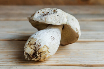 The mushroom lies on wooden boards. White mushroom. Popular white boletus. Cooking delicious organic mushrooms. White mushroom close-up.