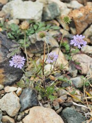 北アルプス･高山植物･マツムシソウ
