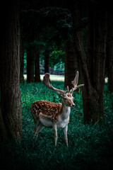 a deer in the woods