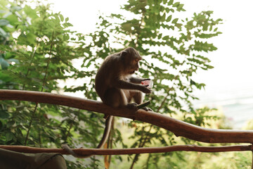 Monkey eating a watermelon while sit on the balcony of woode house bungalow with sea view