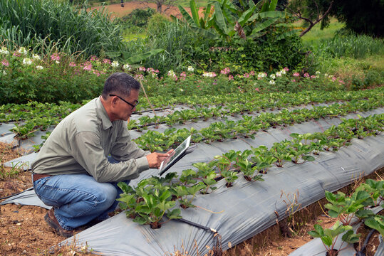 The Asian elder farmers men who use a tablet taking pictures of stawberry plants For further analysis in the laboratory.