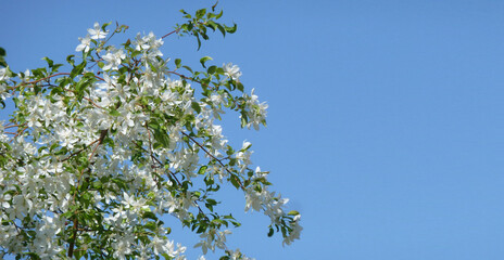 blooming white apple tree against the blue sky,  copy space