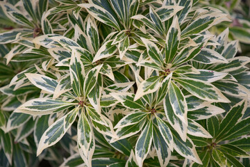 2020-09-28 A CLUSTER OF JAPANESE PIERIS BUSHES