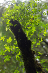 Fototapeta premium árbol con hojas verdes, luz solar, bosque