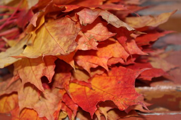 Naklejka na ściany i meble red maple leaf