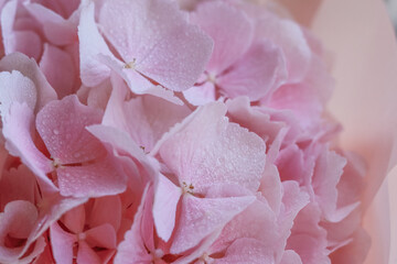 Natural pink background with hydrangea petals close up