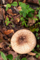 Hongos en bosque otoñal