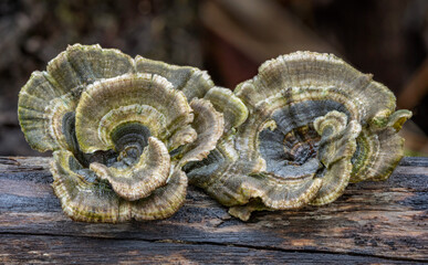 Turkey Tail Mushrooms (Trametes versicolor) growing on a fallen log - NSW, Australia