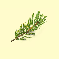 pine twig isolated, Pine branch on white background