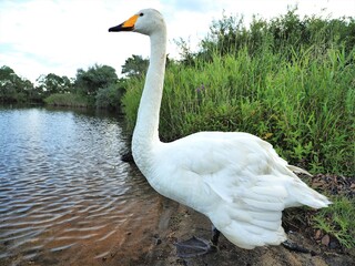 北海道･ウトナイ湖･白鳥