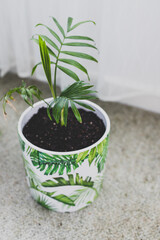 close-up of small parlour palm plant indoor next to the window