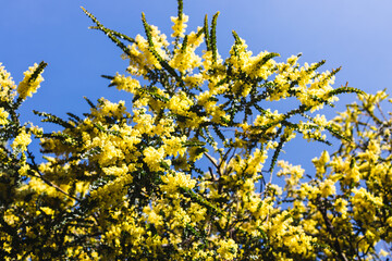 native Australian wattle plant outdoor in a sunny backyard