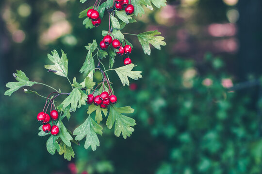 Branches of wild ripe hawthorn - Crataegus - in the forest. Red berries on deep green nature background.
