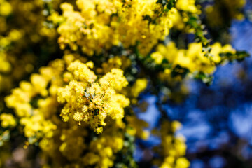 native Australian wattle plant outdoor in a sunny backyard