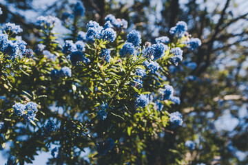 close-up of ceanothus blue pacific tree outdoor in sunny backyard