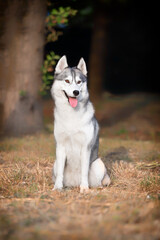 A young Siberian Husky female is sitting at the park. She has amber eyes and blue & white fur; the sun shines on her. Dried grass is around the dog, and a big tree trunk is in the background.