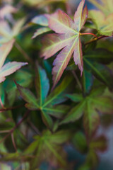 close-up of japanese maple plant outdoor in sunny backyard