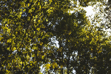 Yellow autumn leaves on tree branches backlit on a forest nature landscape