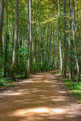 Gravel way path on a countryside green forest wood landscape