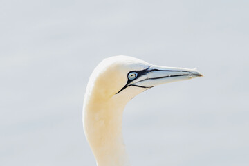 One wild bird head in the wild, Morus bassanus, Northern Gannet on the island of Heligoland on the North Sea in Germany